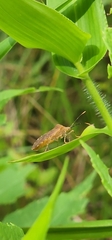 Anasa repetita