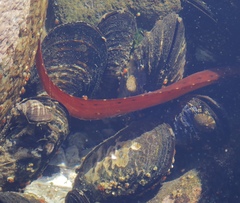 Apodichthys flavidus