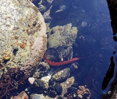 Apodichthys flavidus