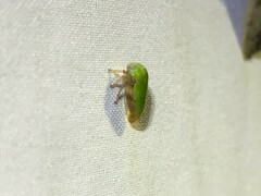 Ophiderma evelyna