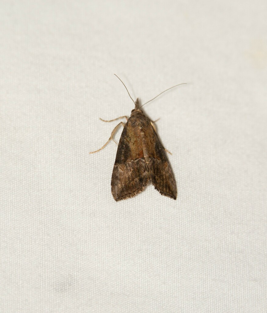 Green Cloverworm Moth in July 2022 by Stella Tea · iNaturalist