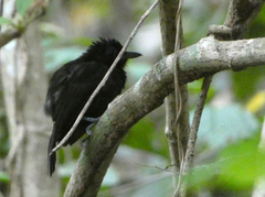 Thamnophilus nigriceps