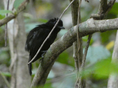 Thamnophilus nigriceps