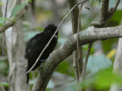 Thamnophilus nigriceps