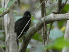 Thamnophilus nigriceps