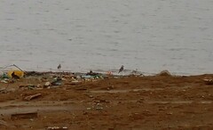 Charadrius semipalmatus