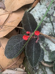 Episcia cupreata
