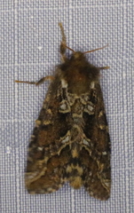 Korscheltellus gracilis