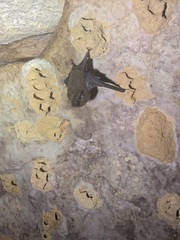 Peropteryx