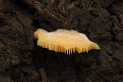 Crepidotus brunswickianus