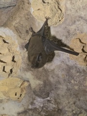 Peropteryx