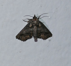 Paectes abrostolella