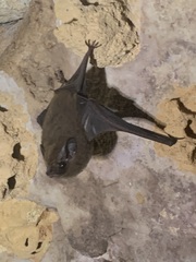 Peropteryx