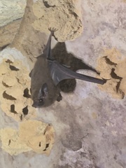 Peropteryx