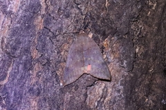Thyas juno