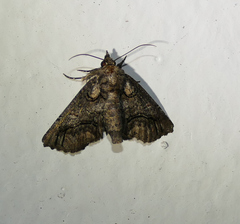 Paectes abrostolella