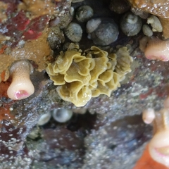 Dendrobeania lichenoides