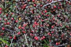 Cotoneaster morrisonensis