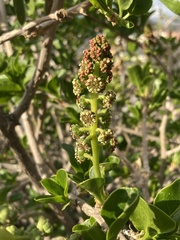 Anisomeria littoralis