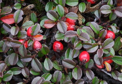 Cotoneaster morrisonensis