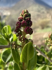 Anisomeria littoralis