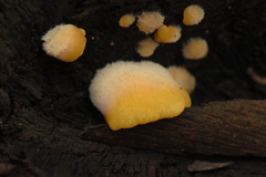 Crepidotus brunswickianus