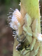 Membracis foliatafasciata