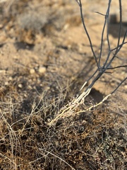 Eriogonum plumatella