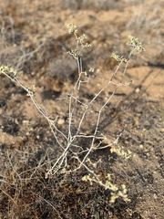 Eriogonum plumatella