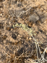 Eriogonum plumatella