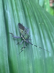 Molchina hopei