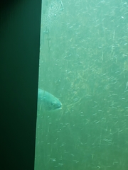 Oncorhynchus tshawytscha