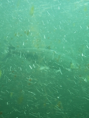 Oncorhynchus tshawytscha