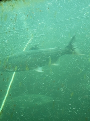 Oncorhynchus tshawytscha