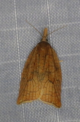 Sparganothis xanthoides