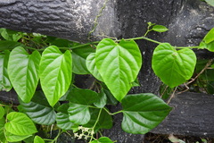 Cissus repens