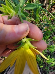 Silphium mohrii
