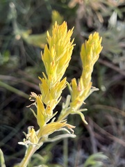 Castilleja flava