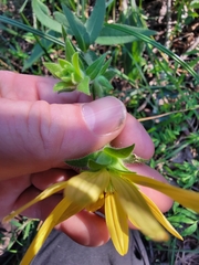 Silphium mohrii