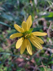 Silphium mohrii