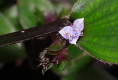 Belosynapsis ciliata