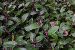 Belosynapsis ciliata