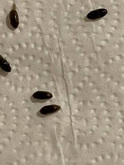 Insecta