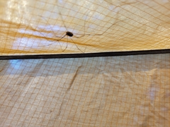 Leuronychus pacificus