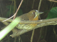 Malacoptila mystacalis