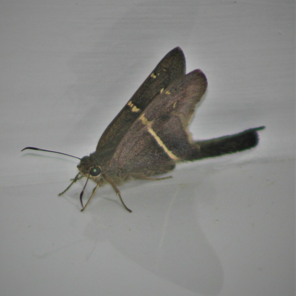 Aguna albistria