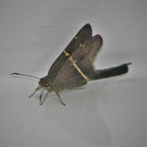 Aguna albistria