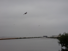 Chroicocephalus cirrocephalus