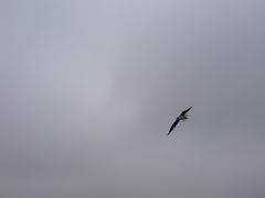 Chroicocephalus cirrocephalus