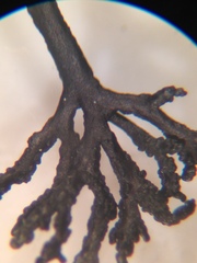 Cornicularia normoerica